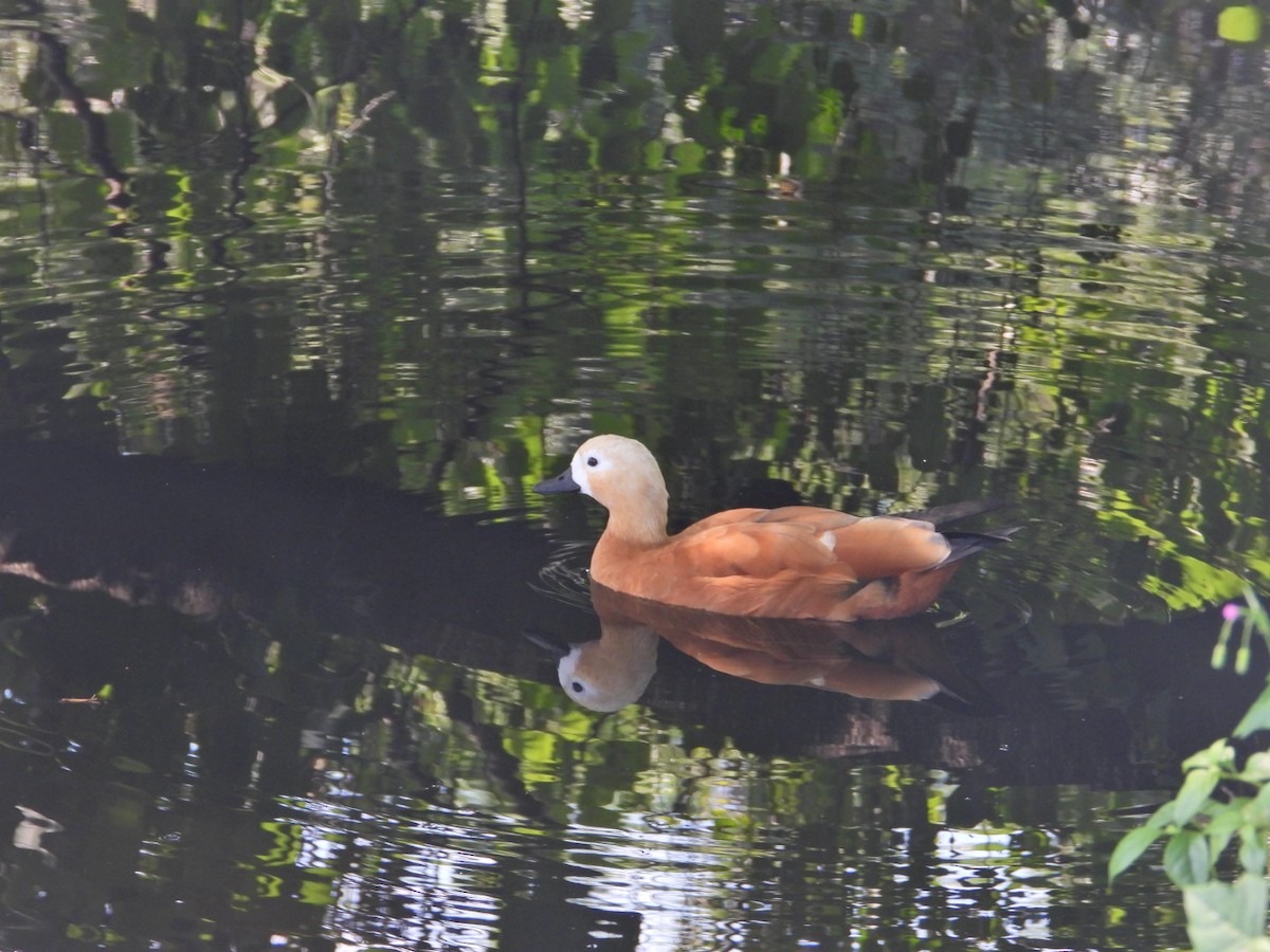 Ruddy Shelduck - ML641975147