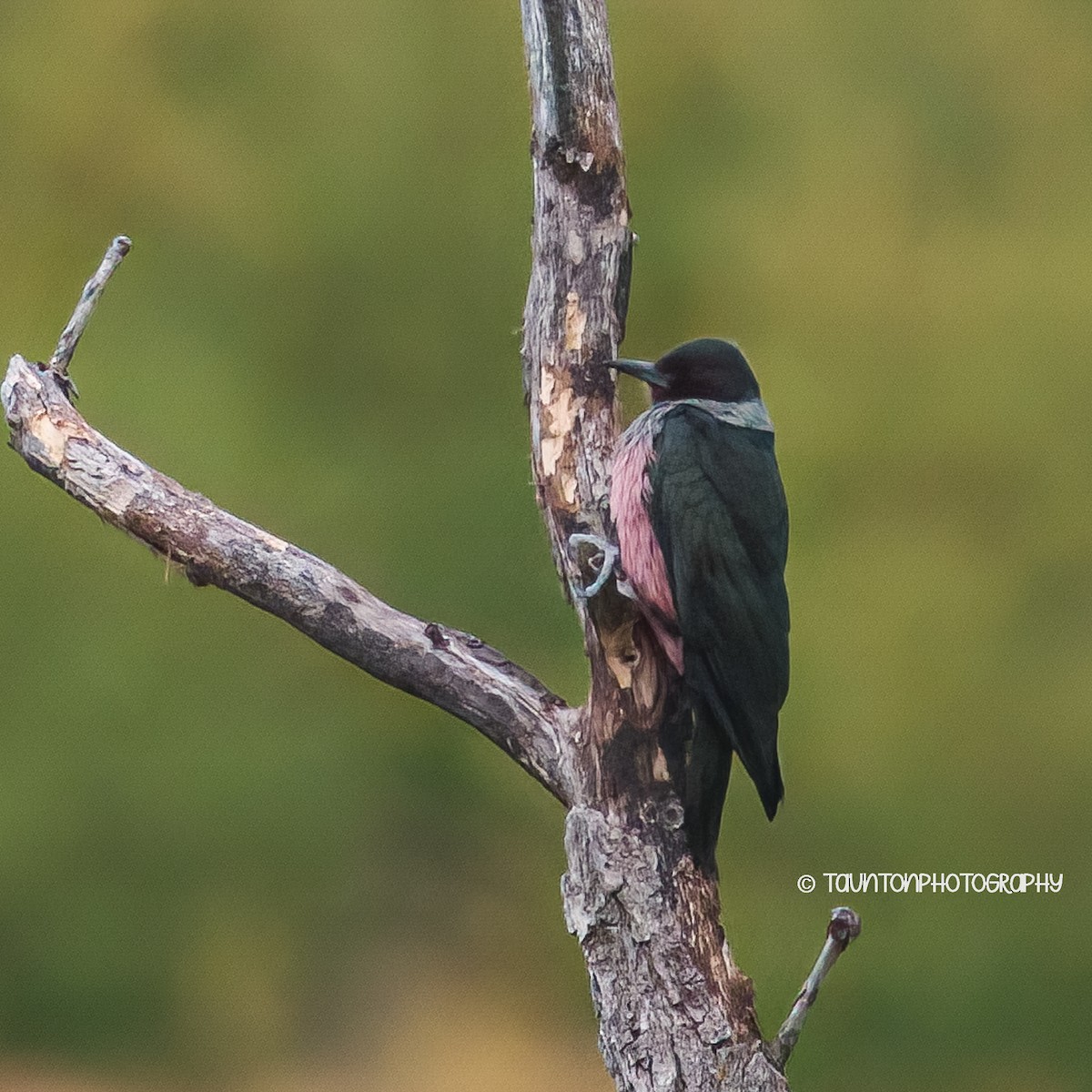 Lewis's Woodpecker - ML641975159