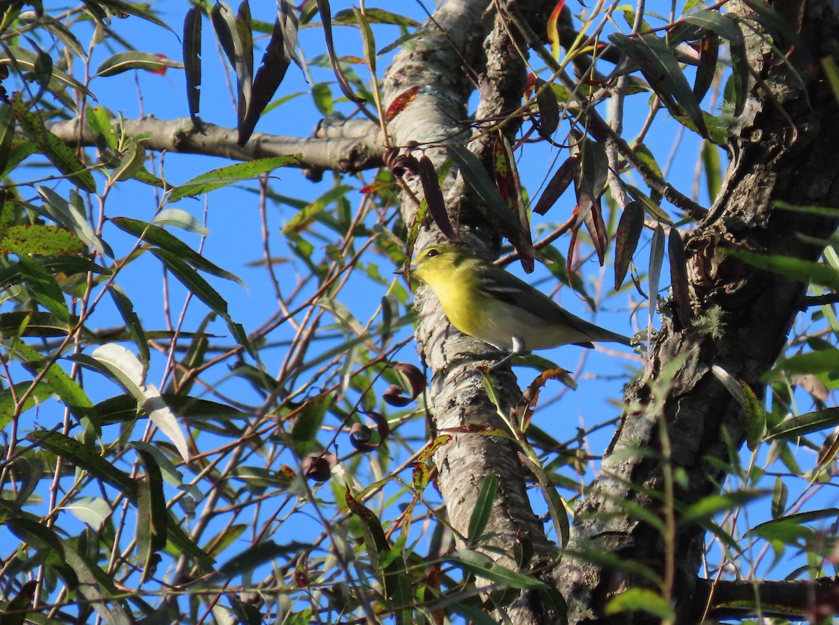 Yellow-throated Vireo - ML641975160