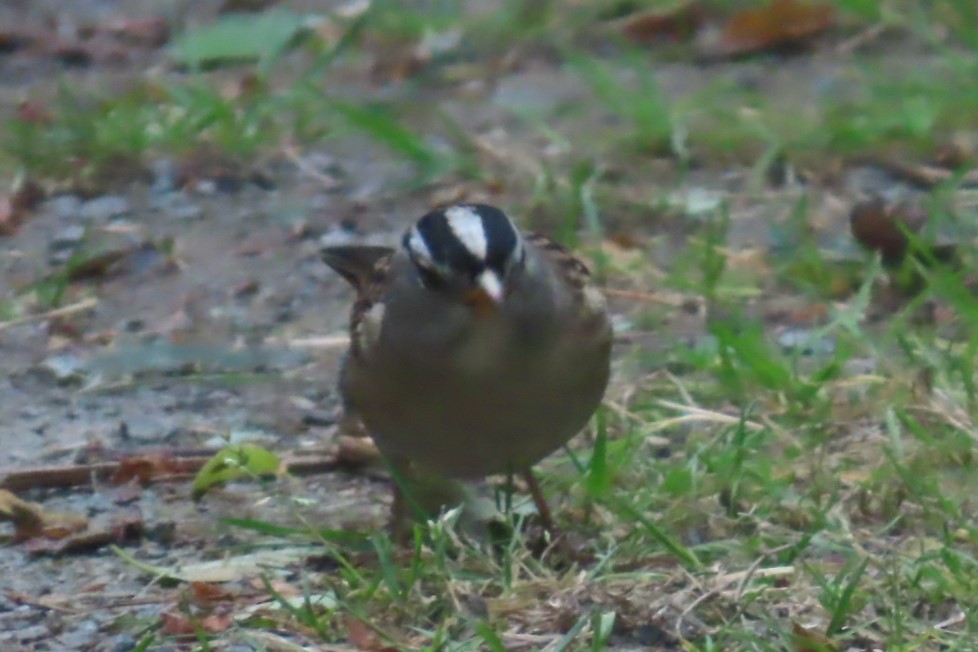 White-crowned Sparrow - ML641975166