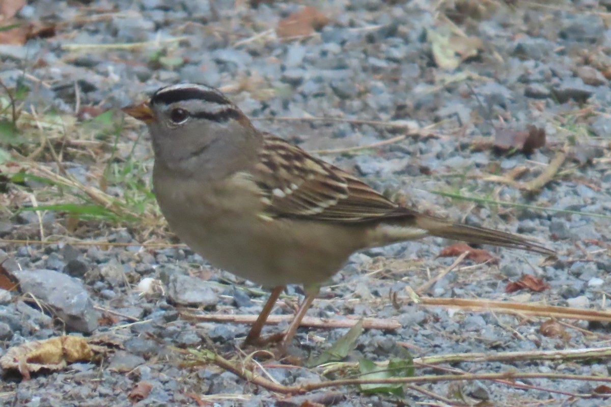 White-crowned Sparrow - ML641975167