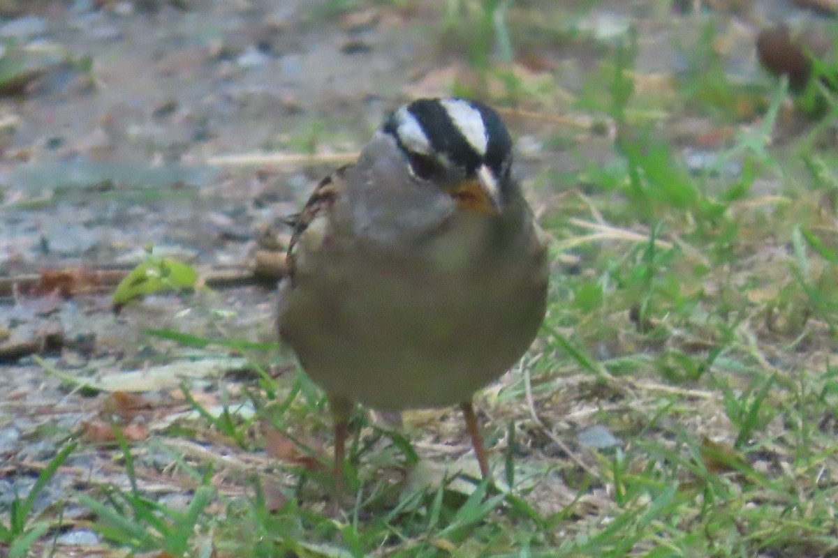 White-crowned Sparrow - ML641975168