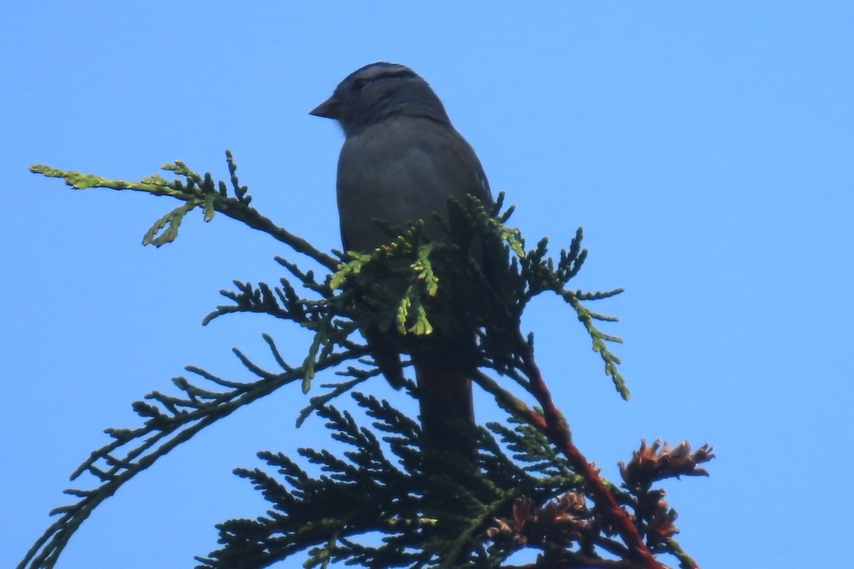 White-crowned Sparrow - ML641975175