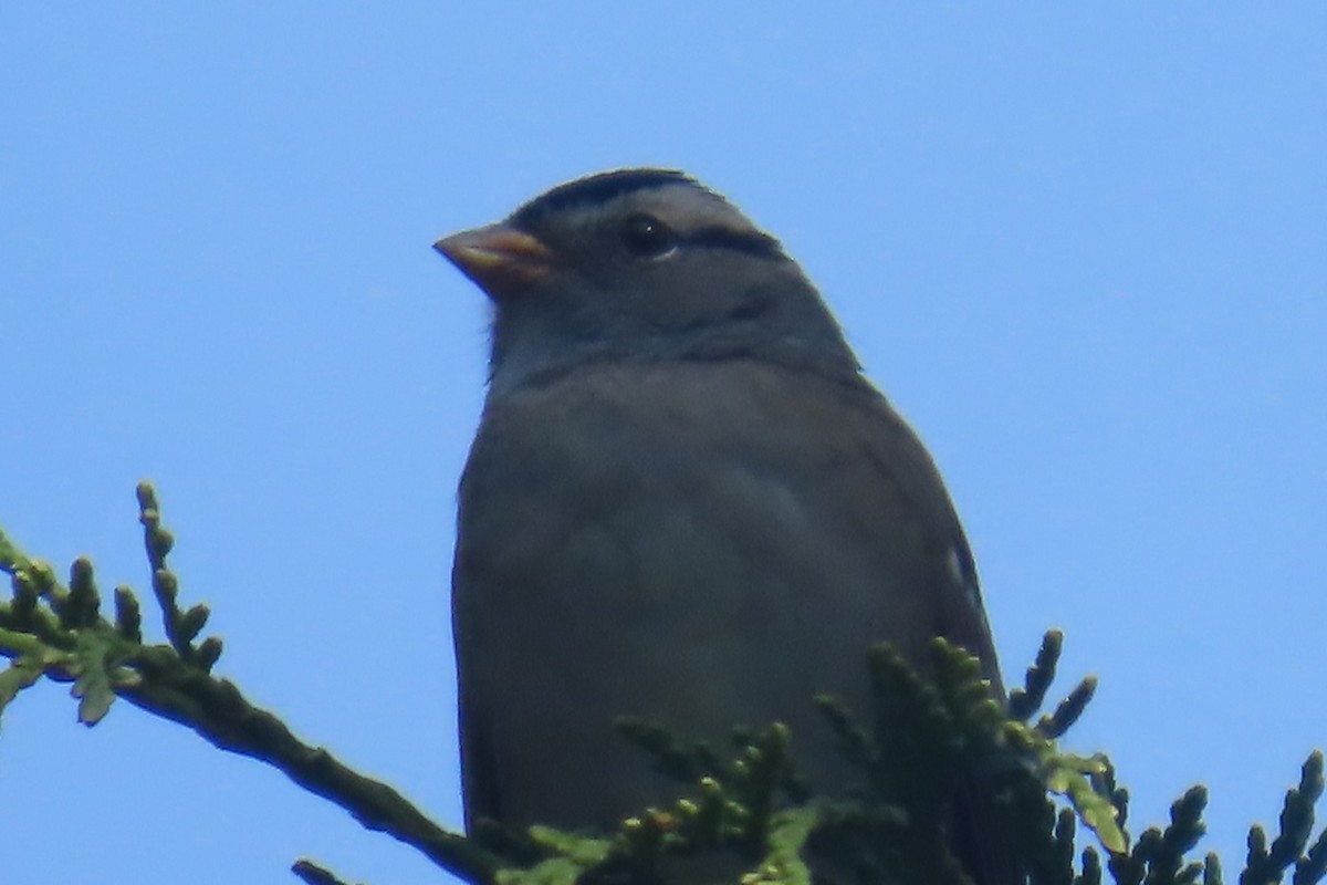 White-crowned Sparrow - ML641975176