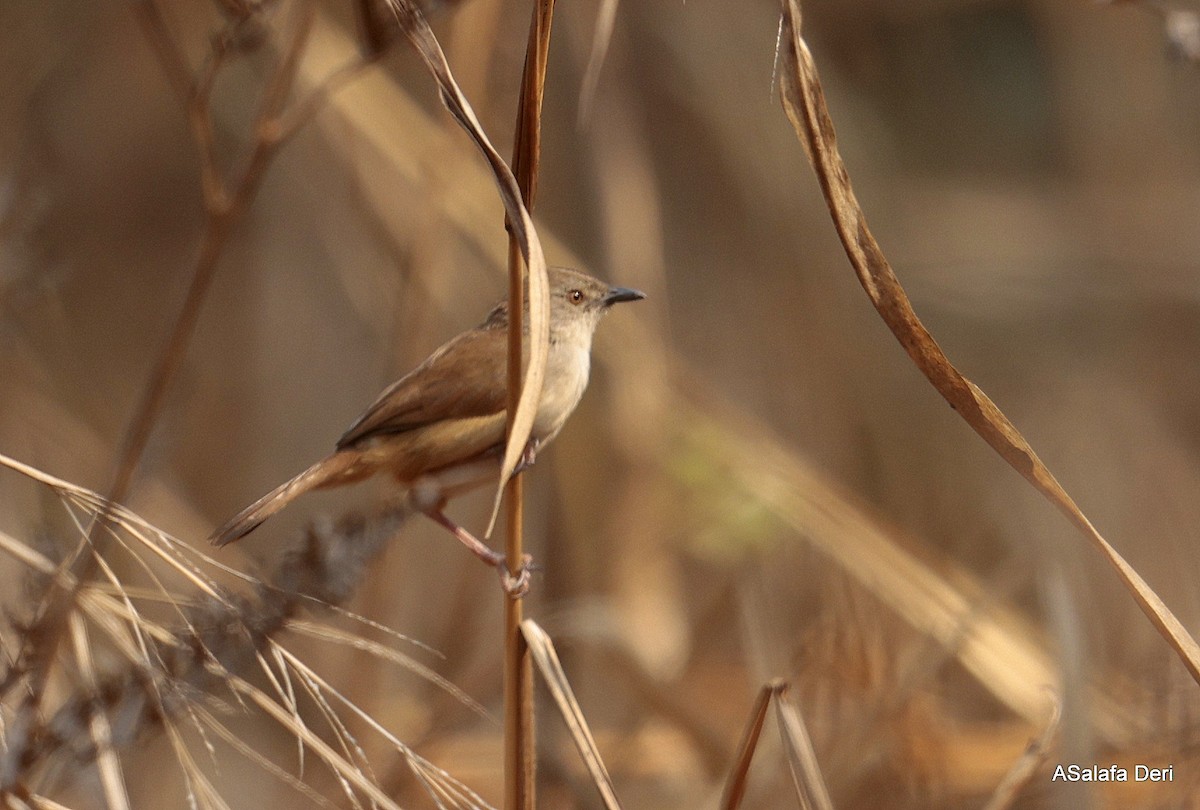 Whistling Cisticola - ML641975181