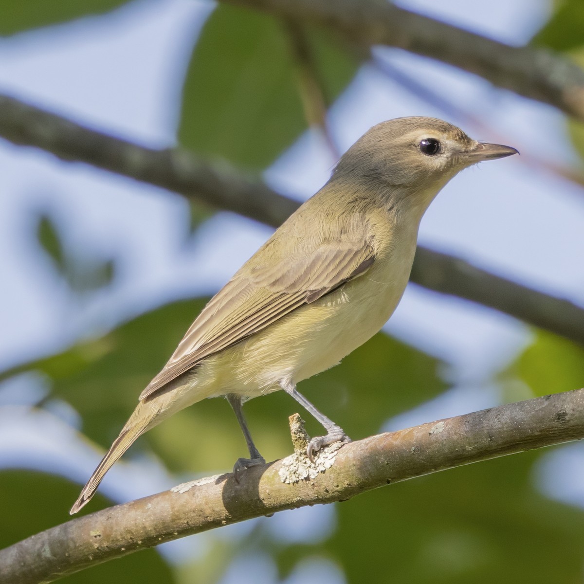 Warbling Vireo (Eastern) - ML641975189