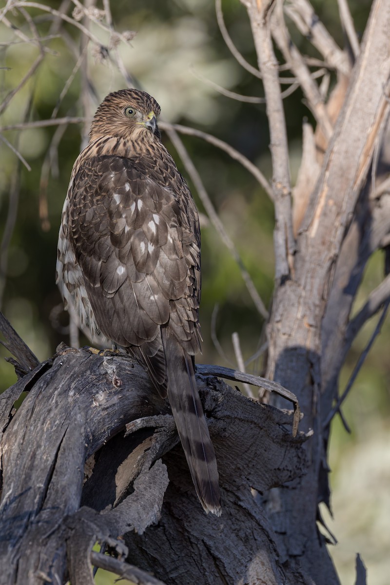 Cooper's Hawk - ML641975190