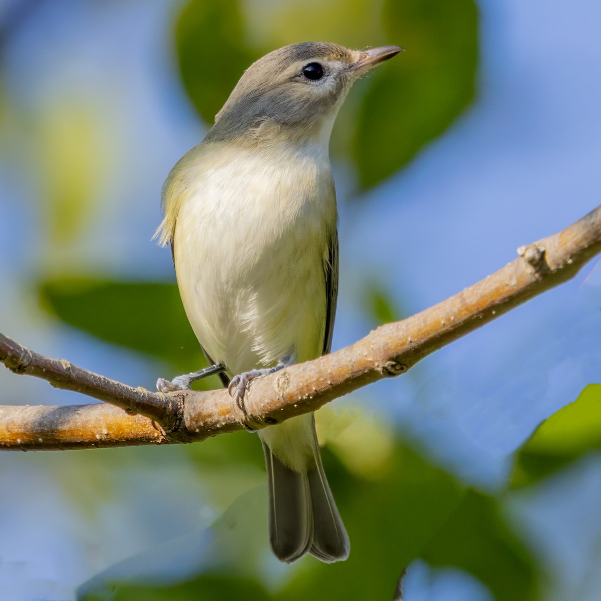 Warbling Vireo (Eastern) - ML641975191