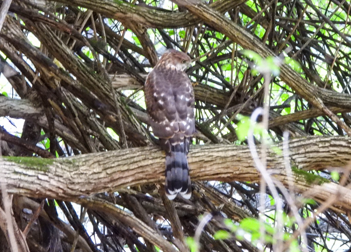 Cooper's Hawk - ML641975196