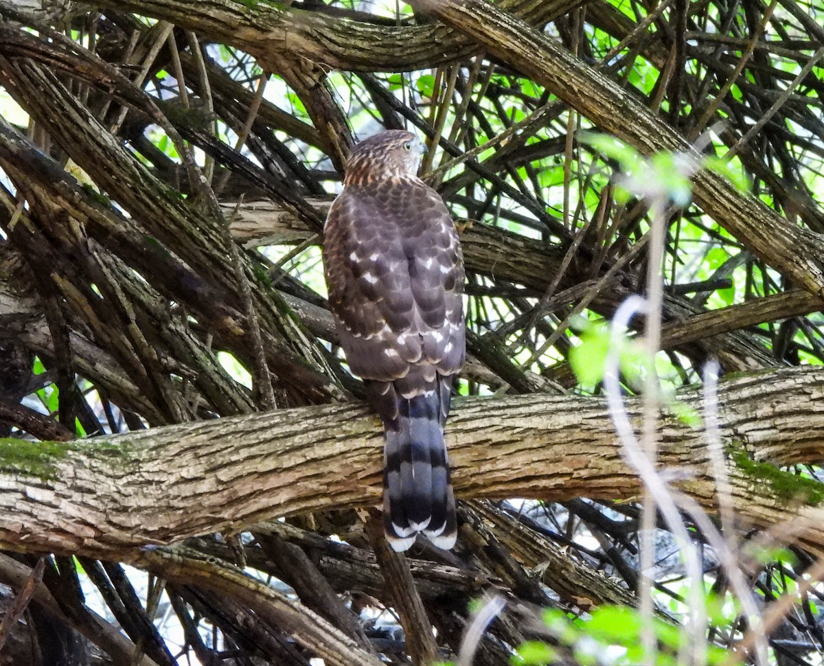 Cooper's Hawk - ML641975197