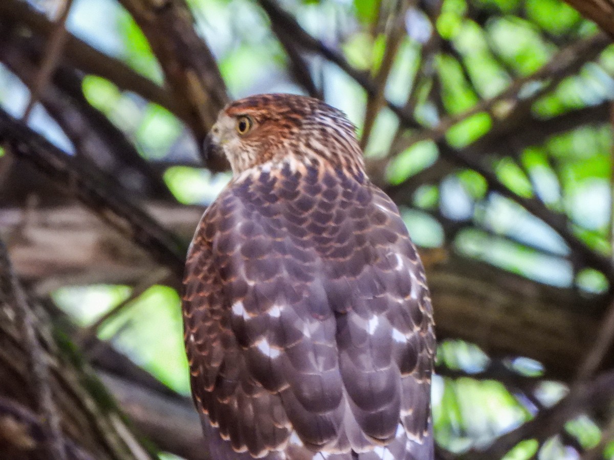 Cooper's Hawk - ML641975198