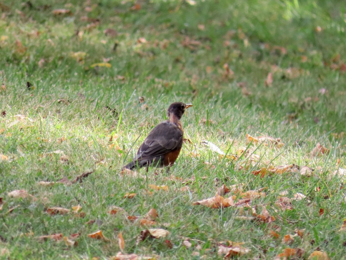American Robin - ML641975210