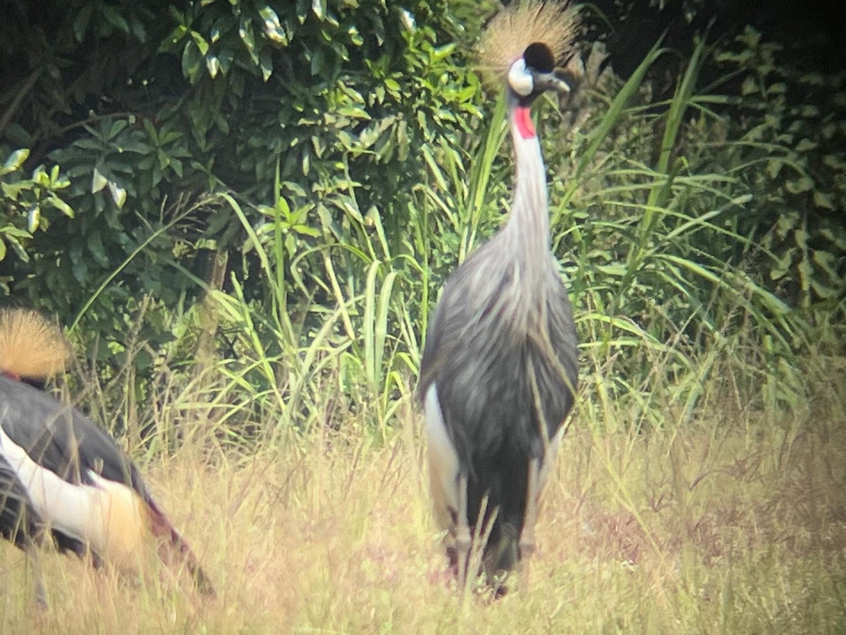 eBird Checklist - 21 Jul 2025 - Kasarani (incl. ICIPE and Sports ...