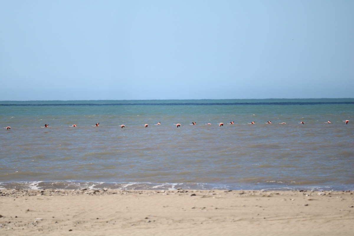 Chilean Flamingo - ML641975226