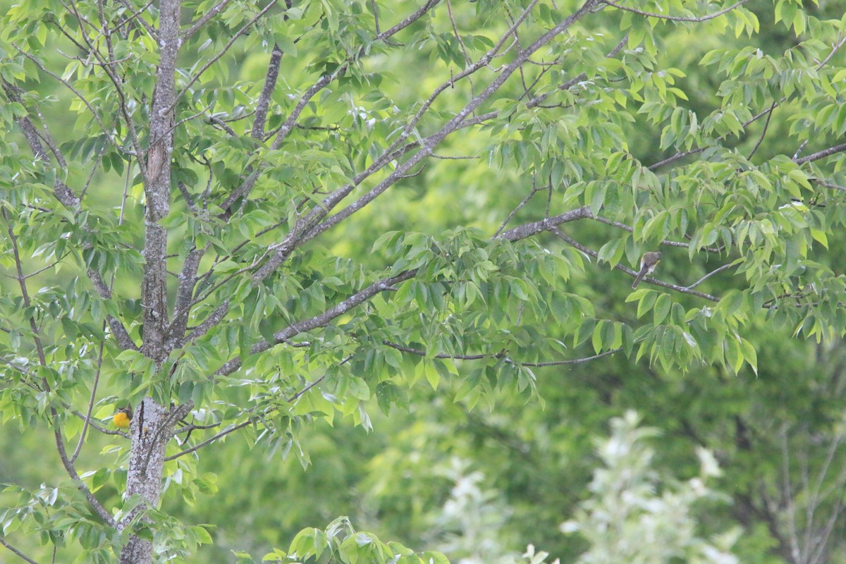 Yellow-breasted Chat - ML641975237