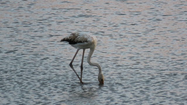 ヨーロッパフラミンゴ - ML641975264