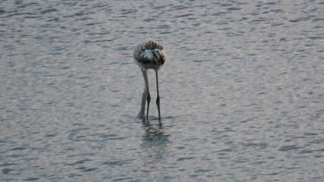 ヨーロッパフラミンゴ - ML641975265