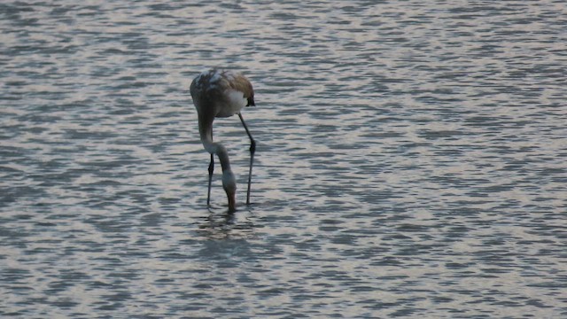 ヨーロッパフラミンゴ - ML641975266