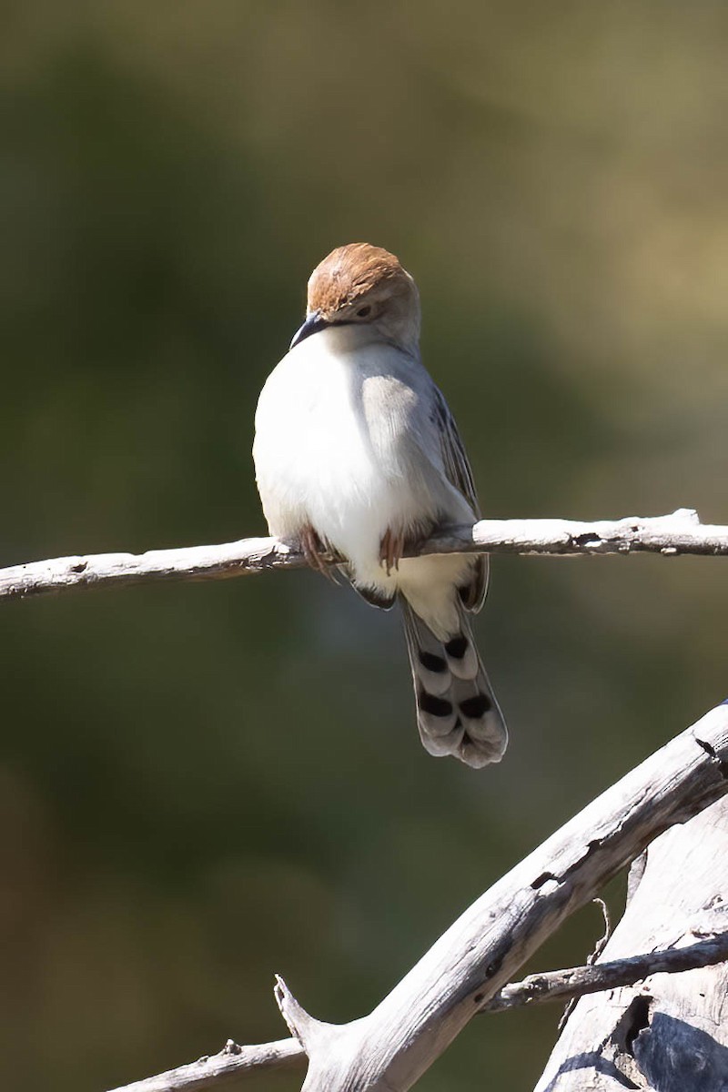 Rattling Cisticola - ML641975269