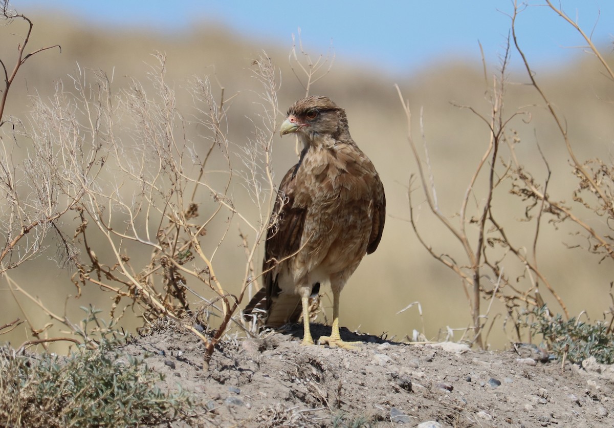 Chimango Caracara - ML641975272