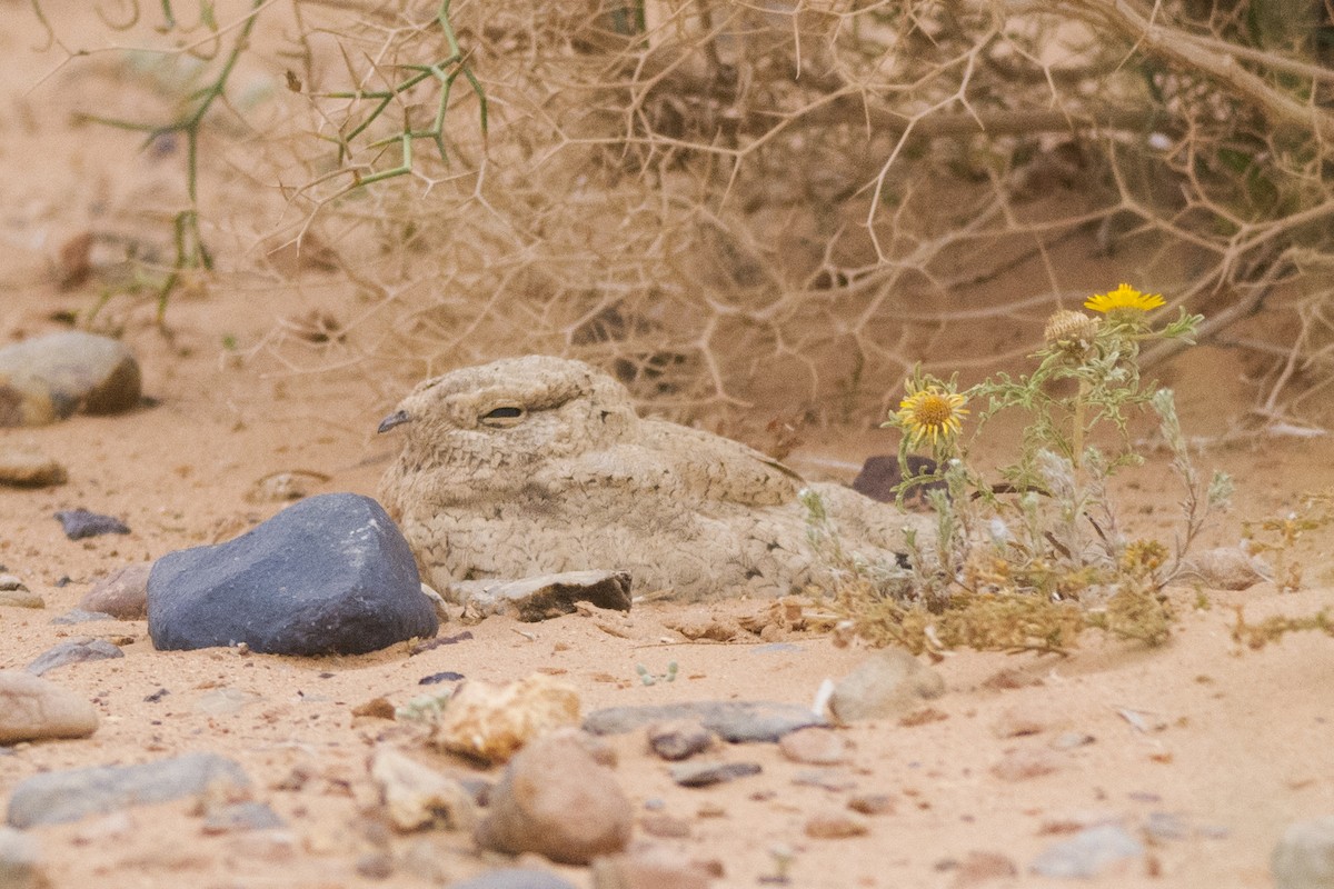 Egyptian Nightjar - ML641975277