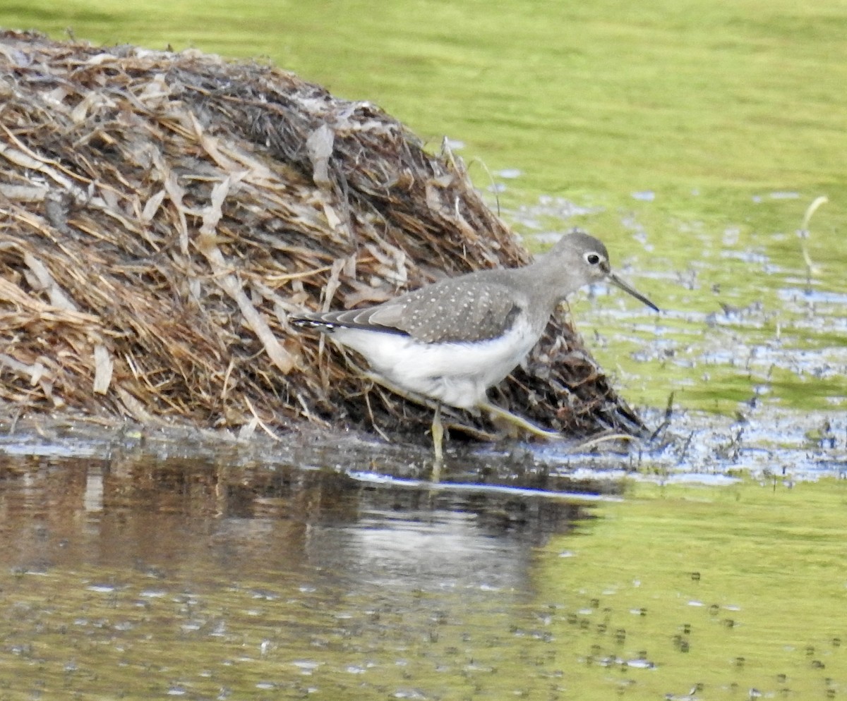 Solitary Sandpiper - ML641975290