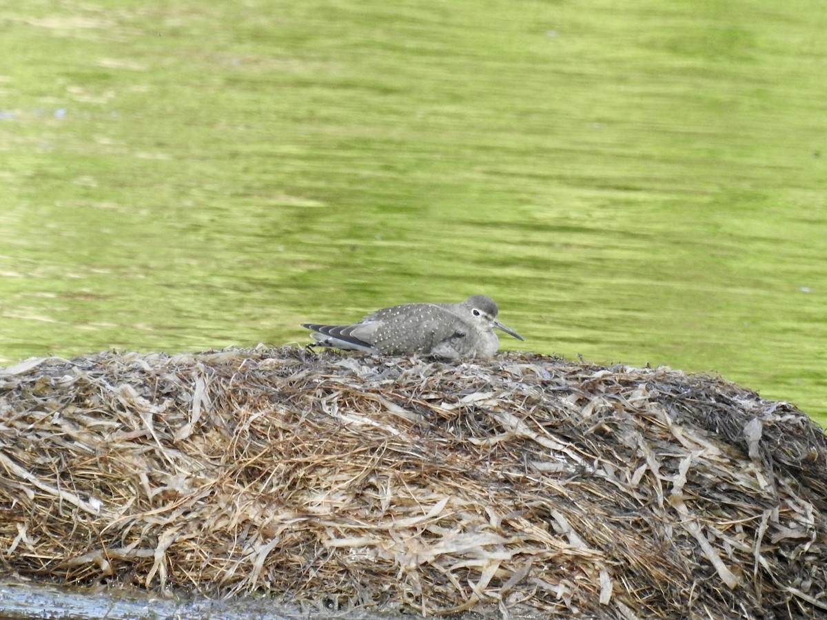 Solitary Sandpiper - ML641975291