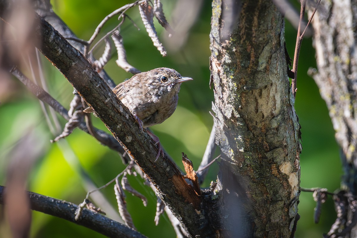 Northern House Wren - ML641975298