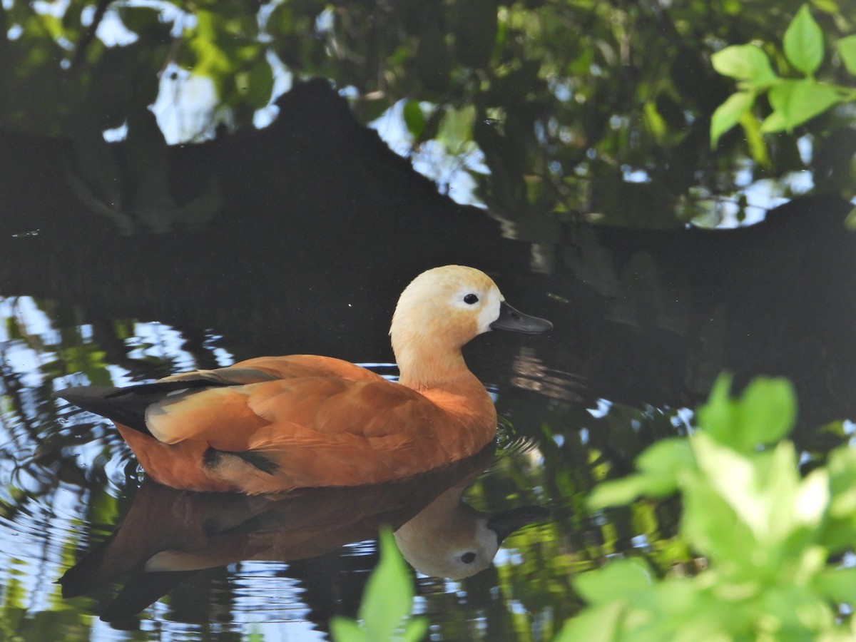 Ruddy Shelduck - ML641975310