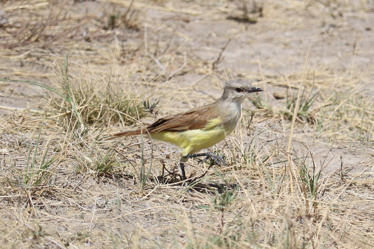 ウシタイランチョウ - ML641975311