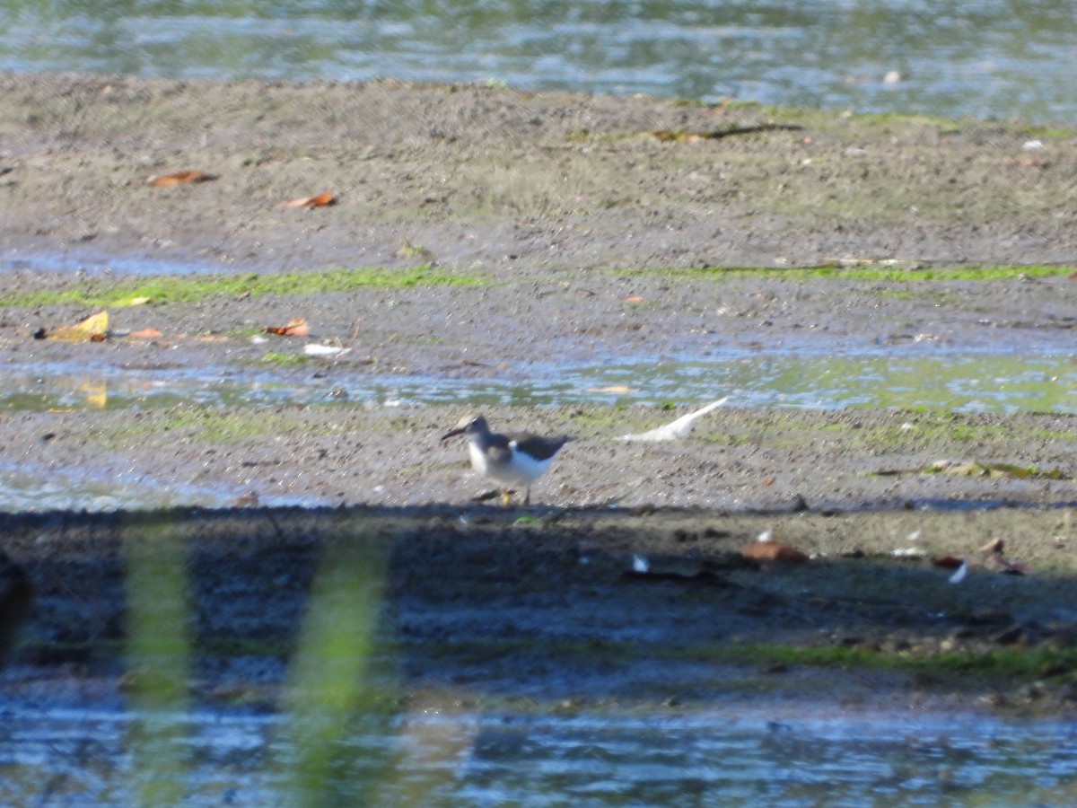 flekksnipe - ML641975323