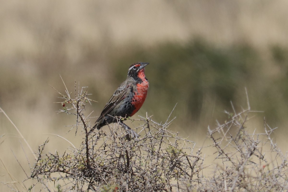 Long-tailed Meadowlark - ML641975342