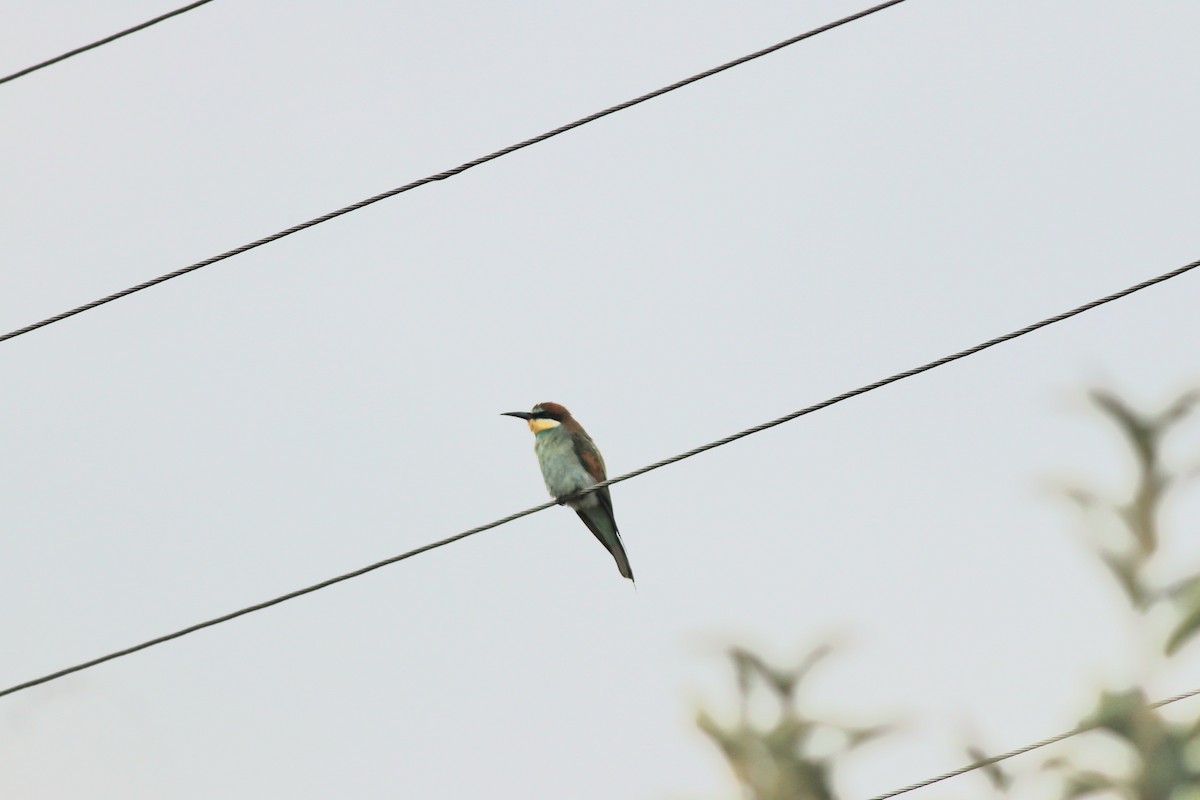European Bee-eater - ML641975347