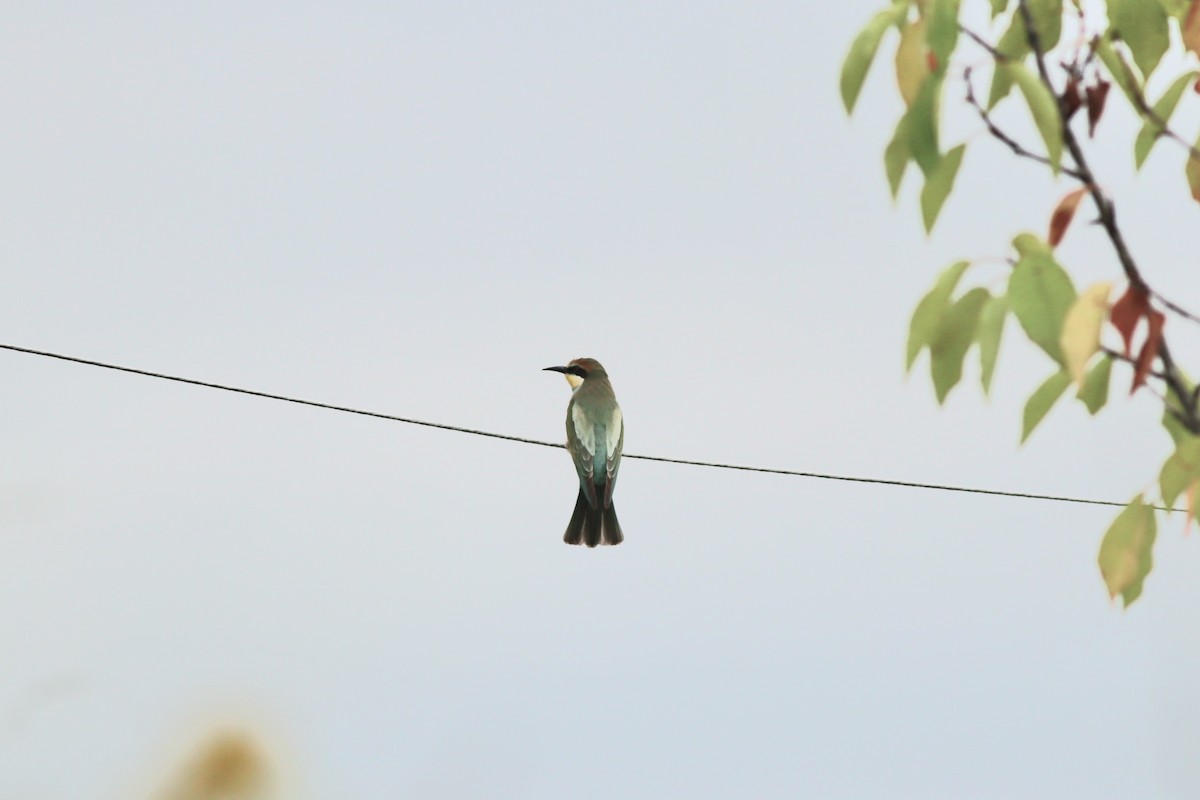European Bee-eater - ML641975348