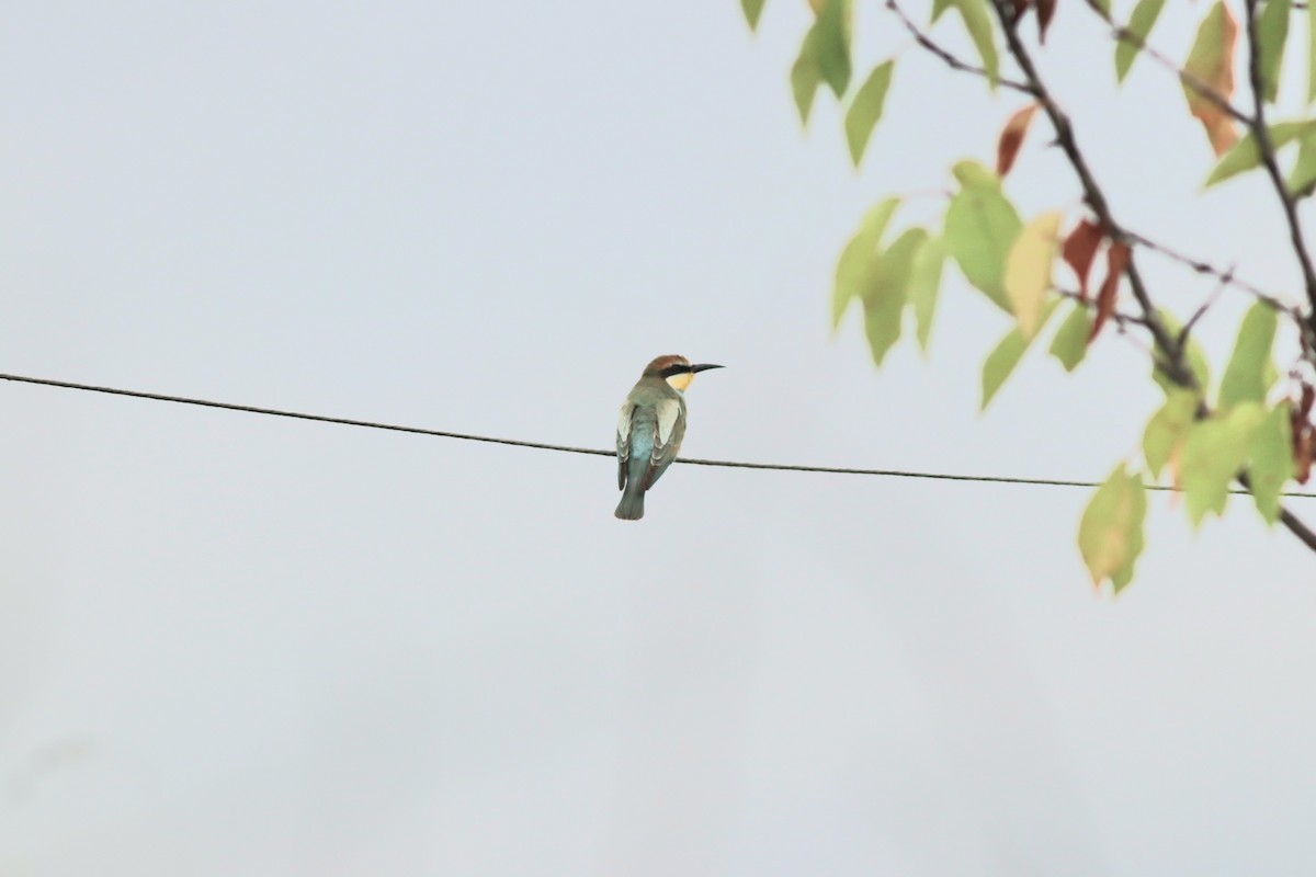 European Bee-eater - ML641975349