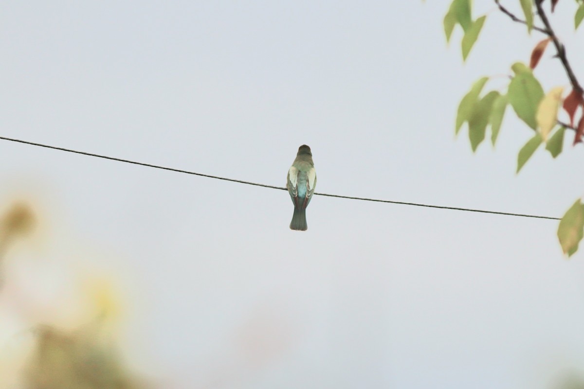 European Bee-eater - ML641975350