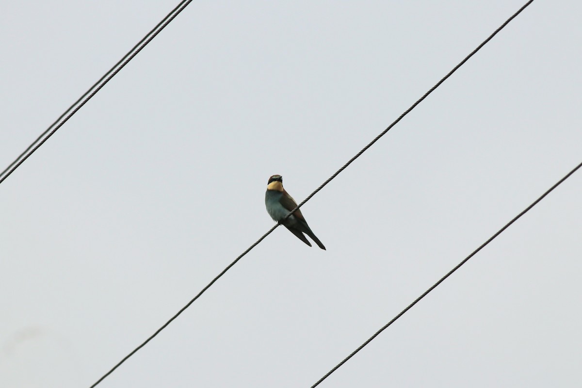 European Bee-eater - ML641975351