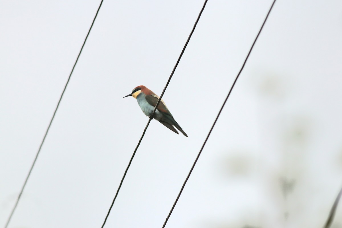 European Bee-eater - ML641975352