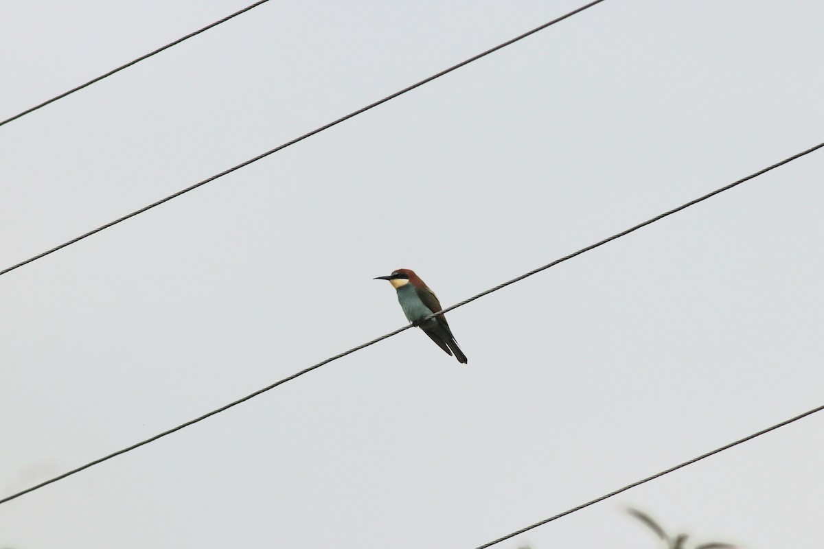 European Bee-eater - ML641975353