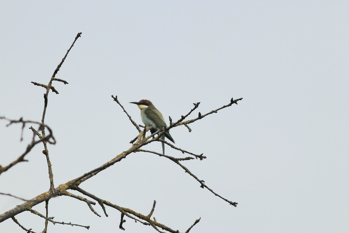 European Bee-eater - ML641975354