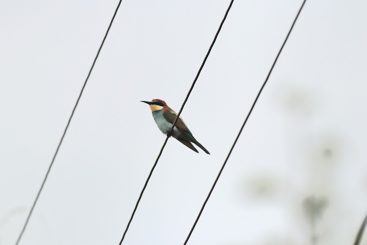 European Bee-eater - ML641975355
