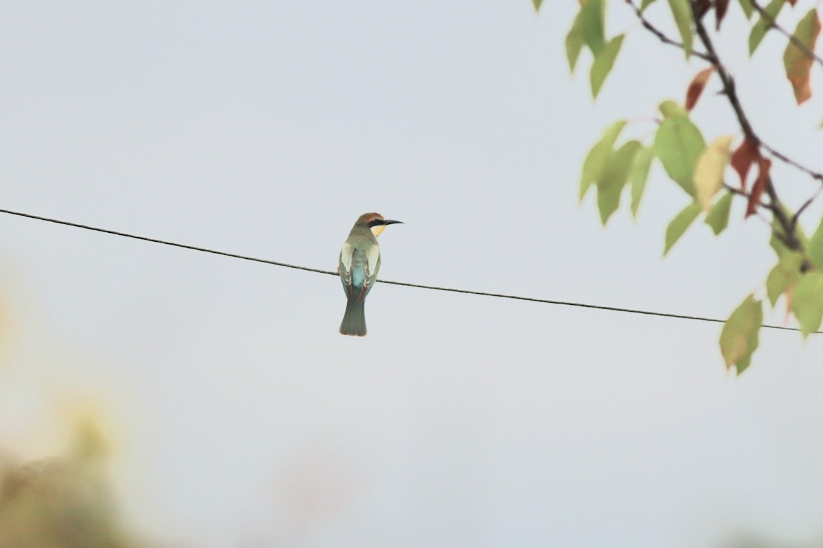 European Bee-eater - ML641975356