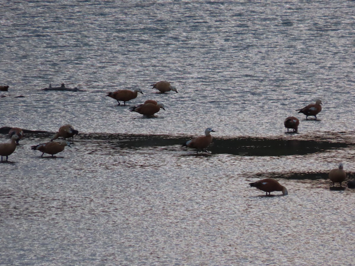 Ruddy Shelduck - ML641975369