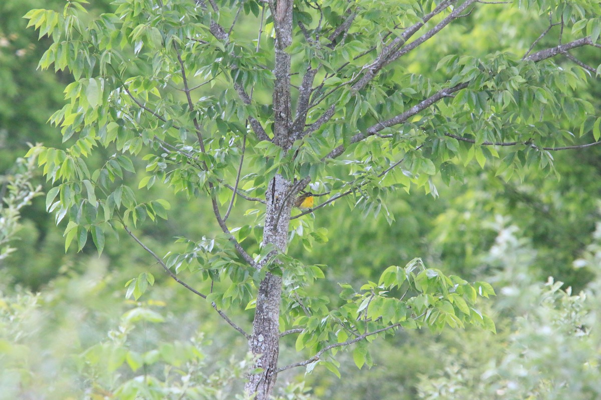 Yellow-breasted Chat - ML641975373
