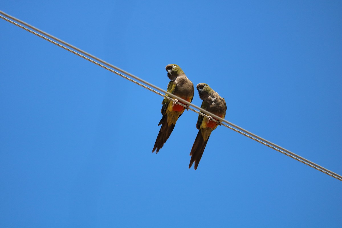 Burrowing Parakeet - ML641975374