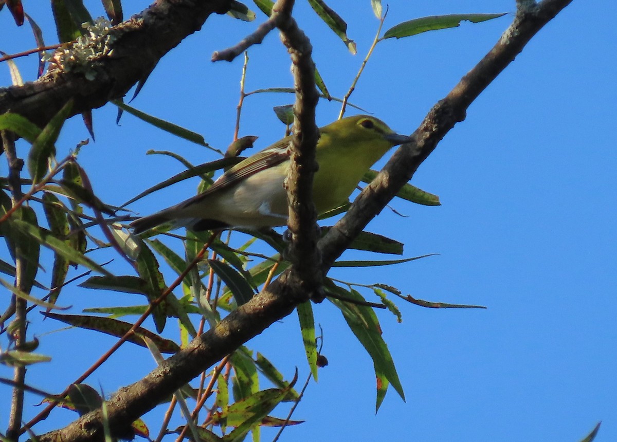 Yellow-throated Vireo - ML641975375