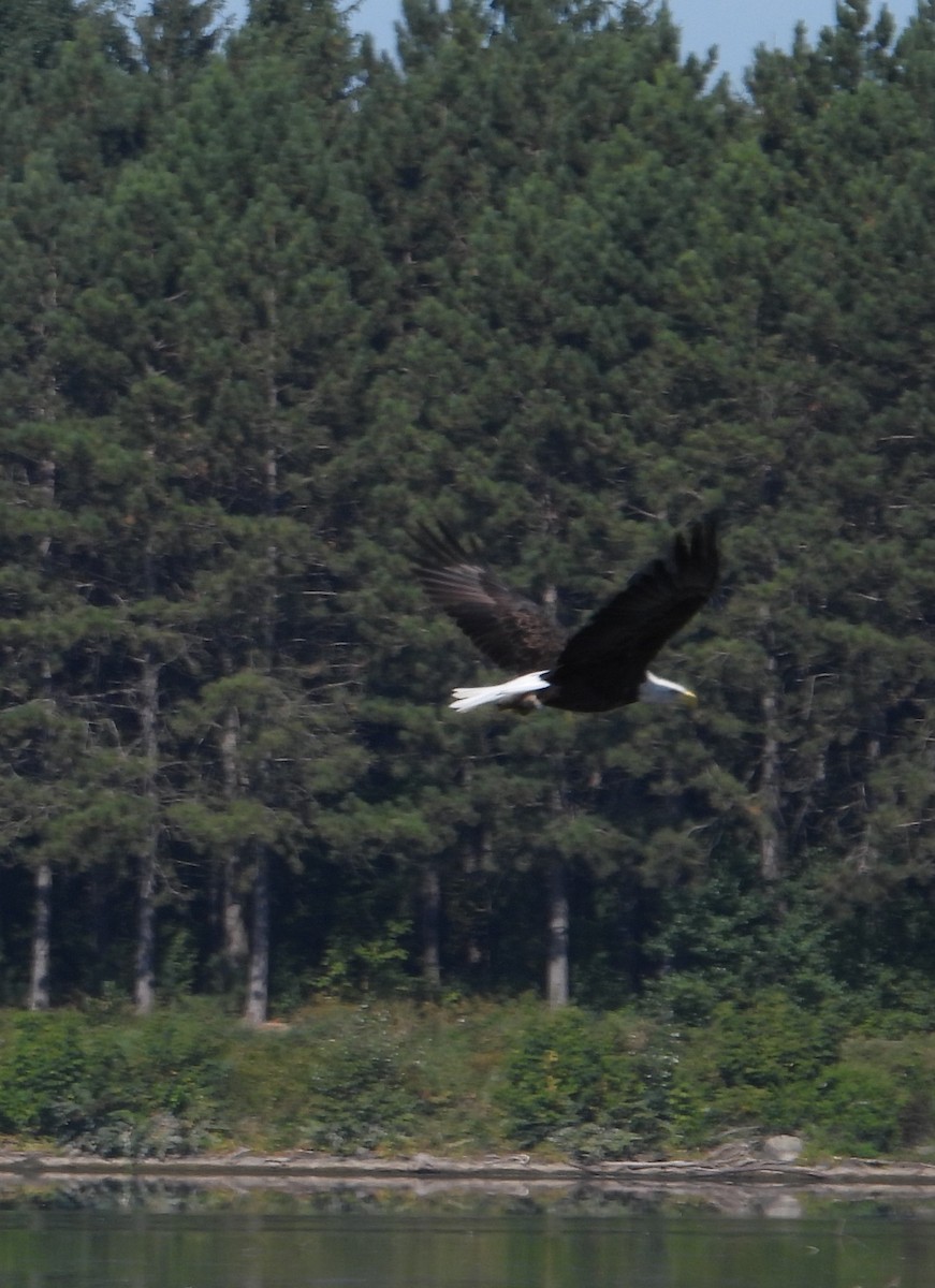 Bald Eagle - ML641975382