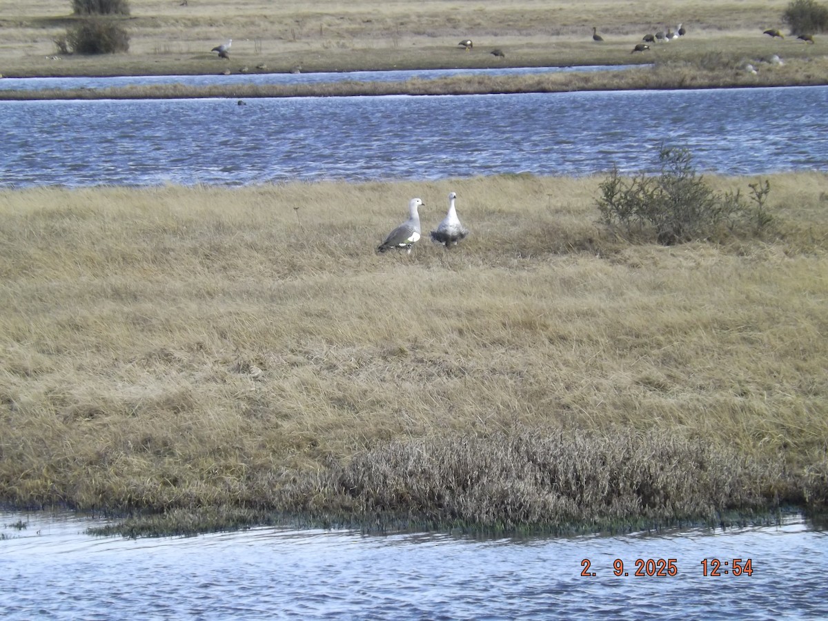 Upland Goose - ML641975385
