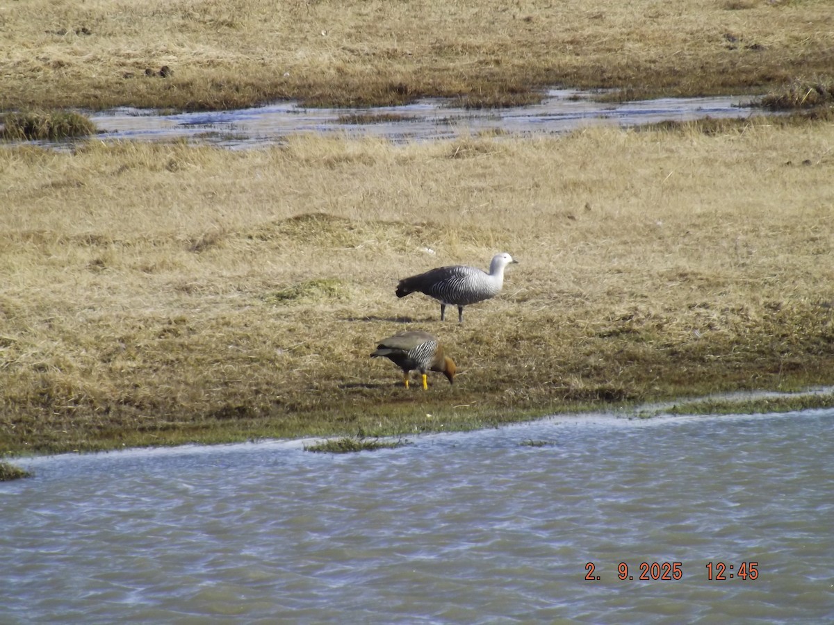 Upland Goose - ML641975386