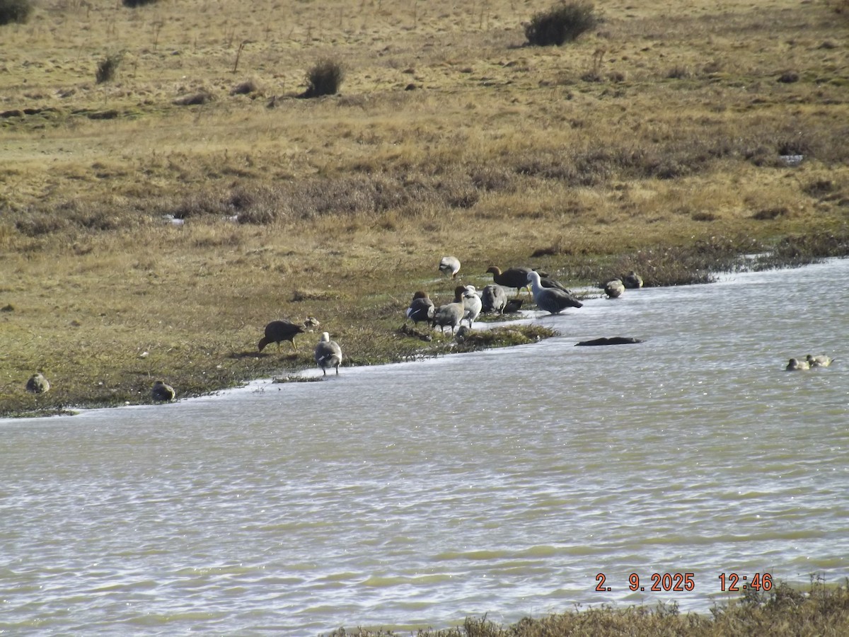 Upland Goose - ML641975387